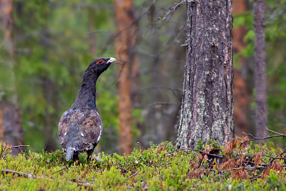 Capercaillie (Tetrao urogallus)...