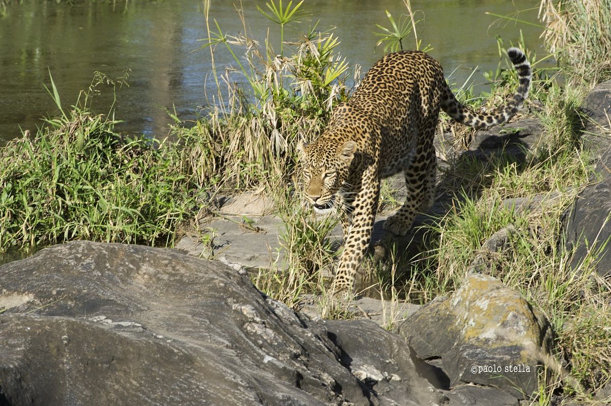 leopard on a river...