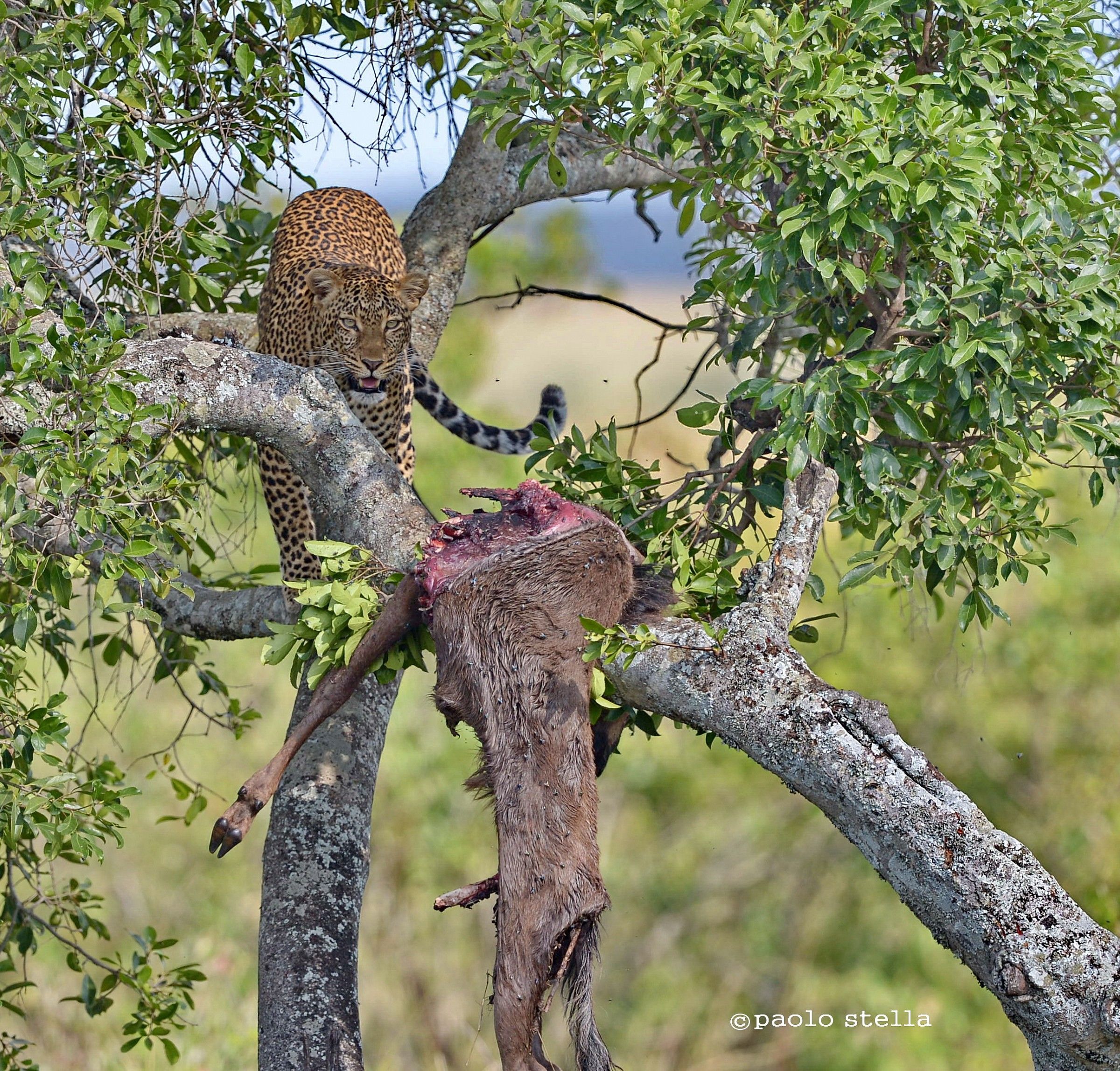 leopard on a tree with kill...