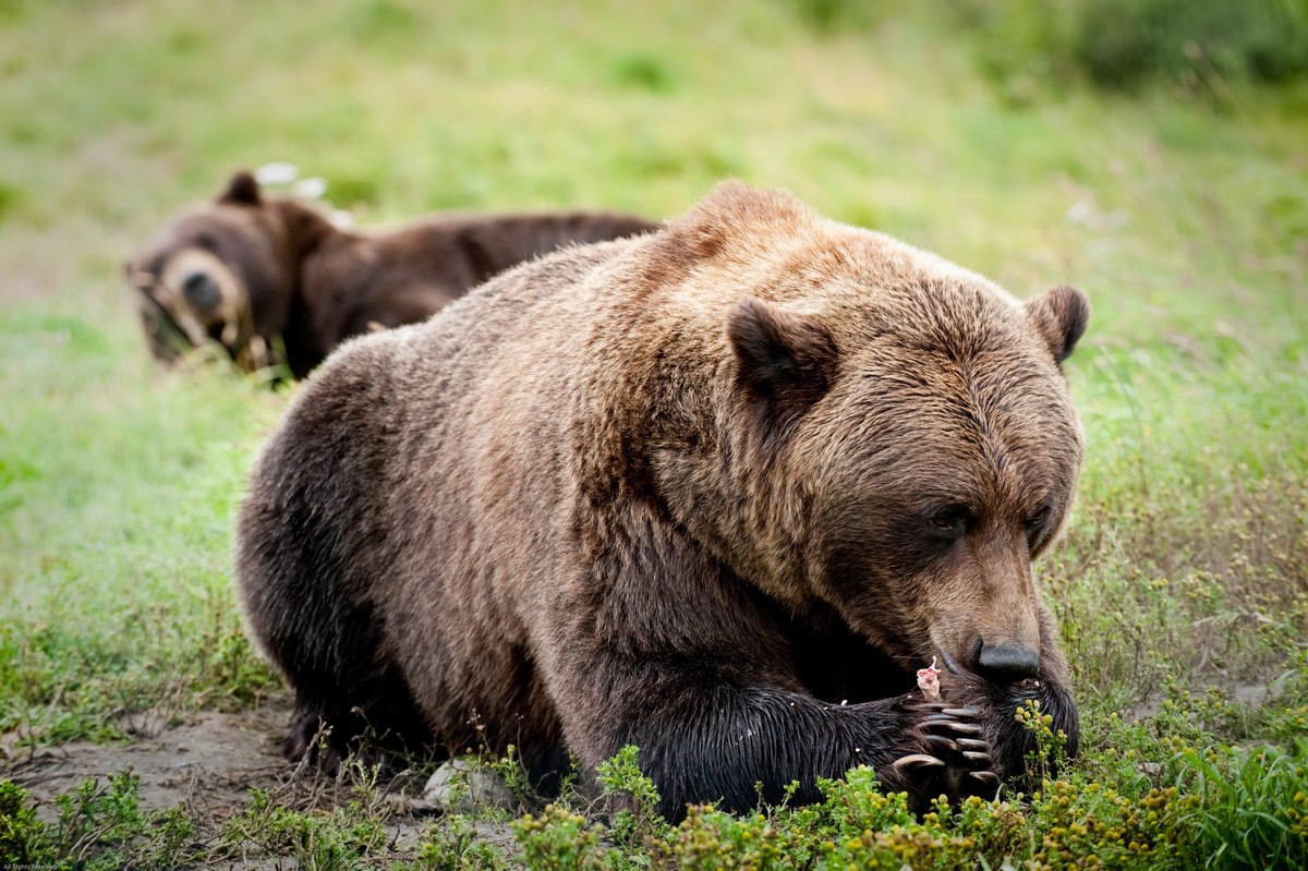 Alaska, bears Grisley...