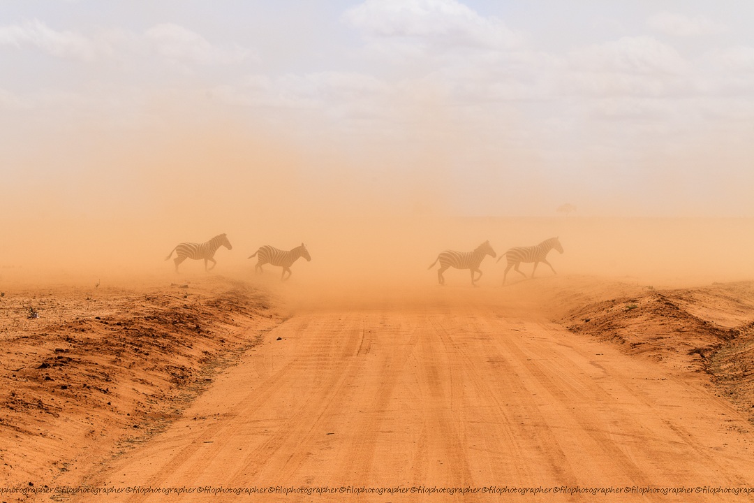 Zebras in the dust...