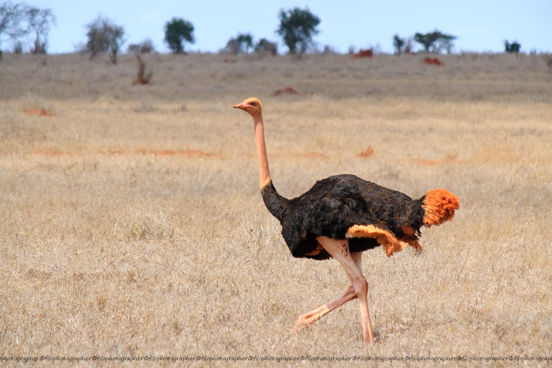 ostrich...