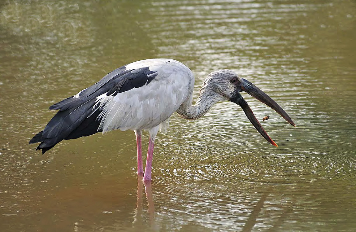 Stork Asian...