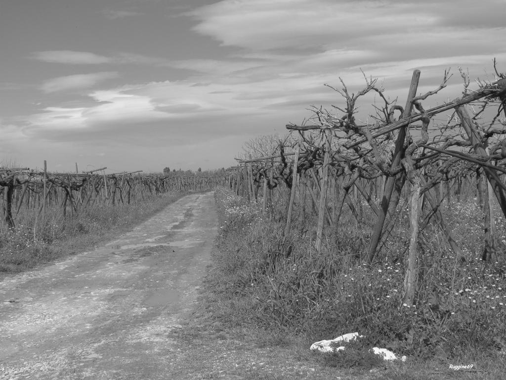 La lunga strada del vino...