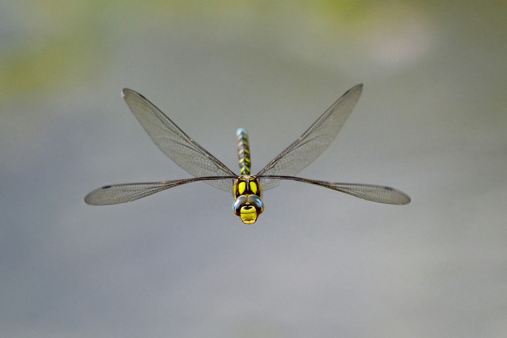 Dragonfly in flight...