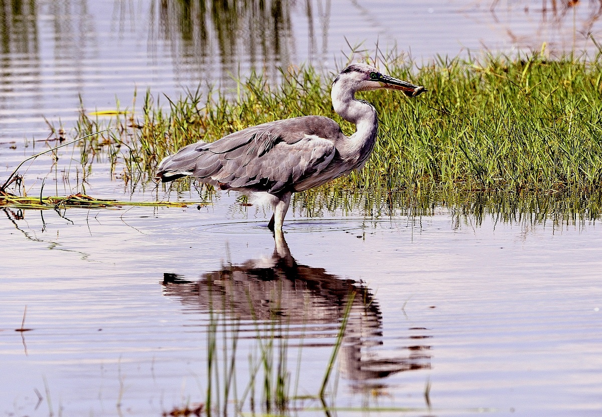heron...
