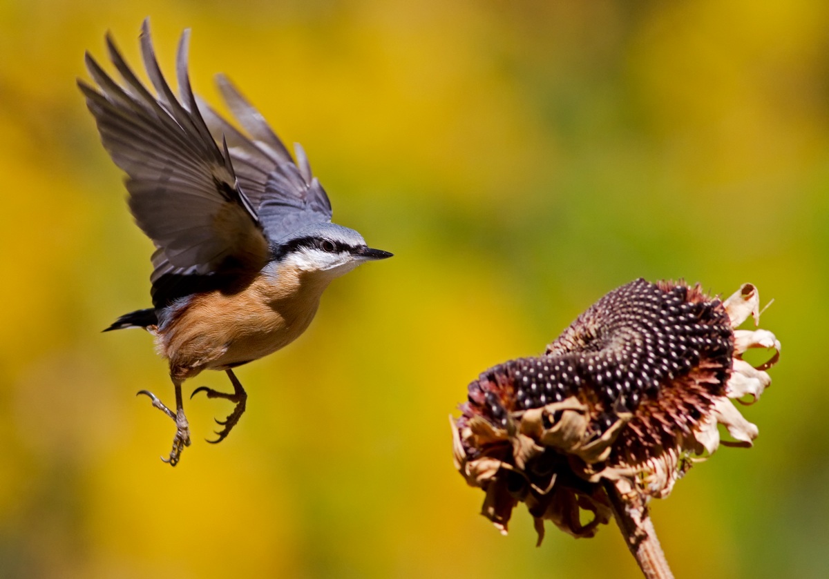 the flight of the nuthatch...
