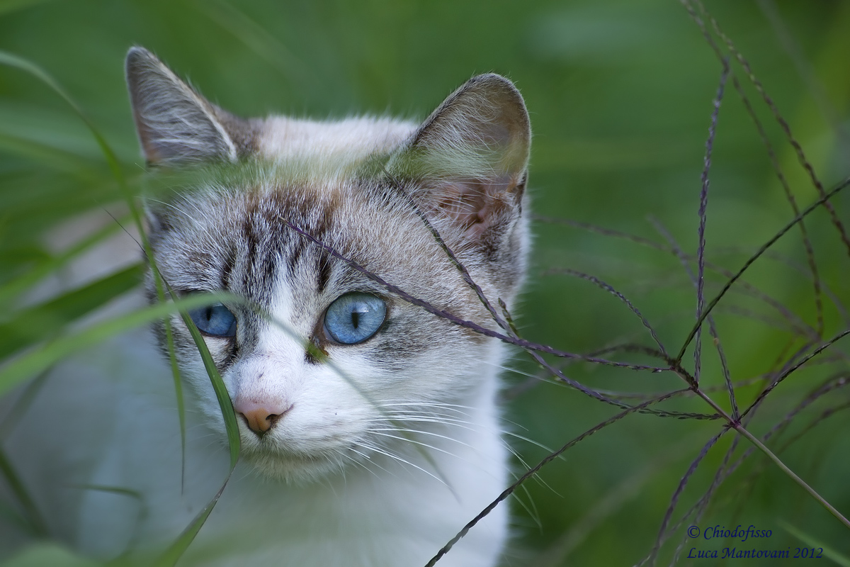 Blue eyes in the grass...