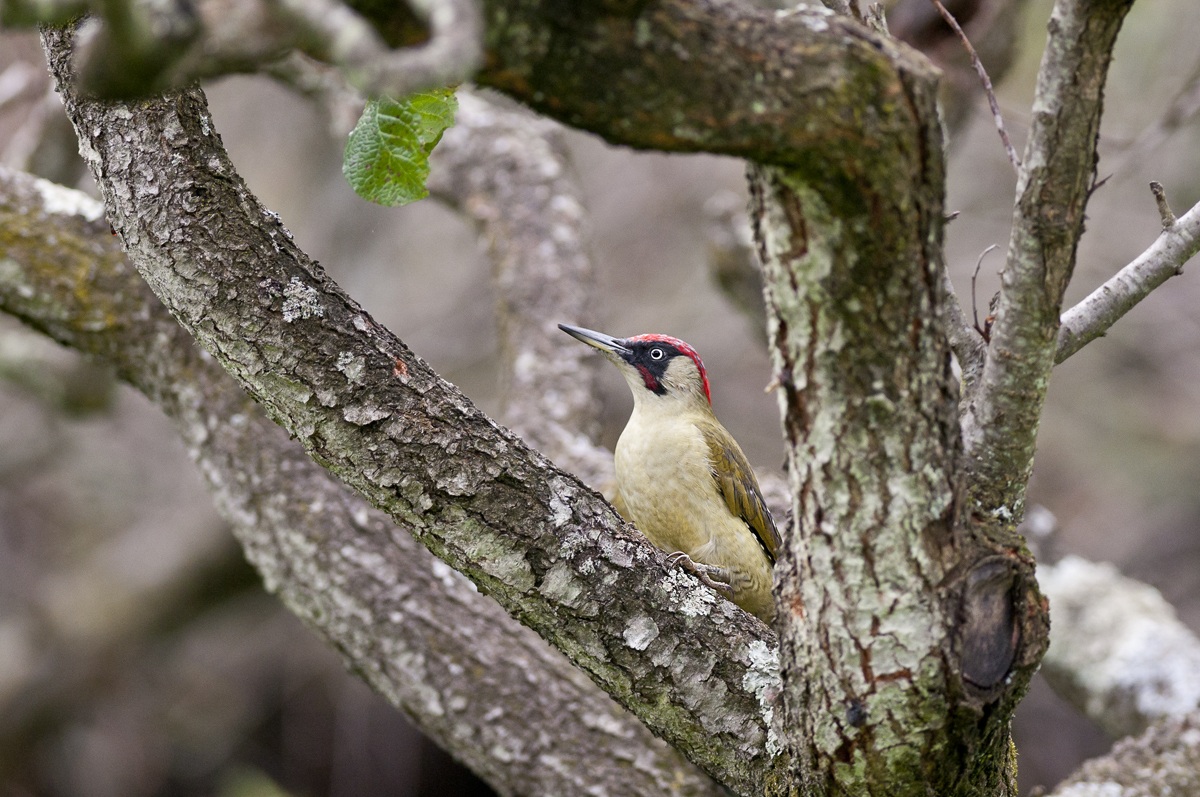 The green woodpecker...