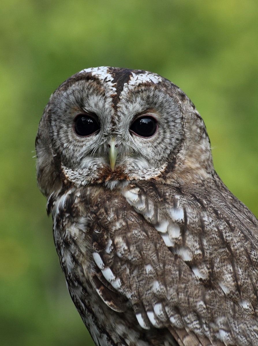 Tawny Owl (Strix aluco)...
