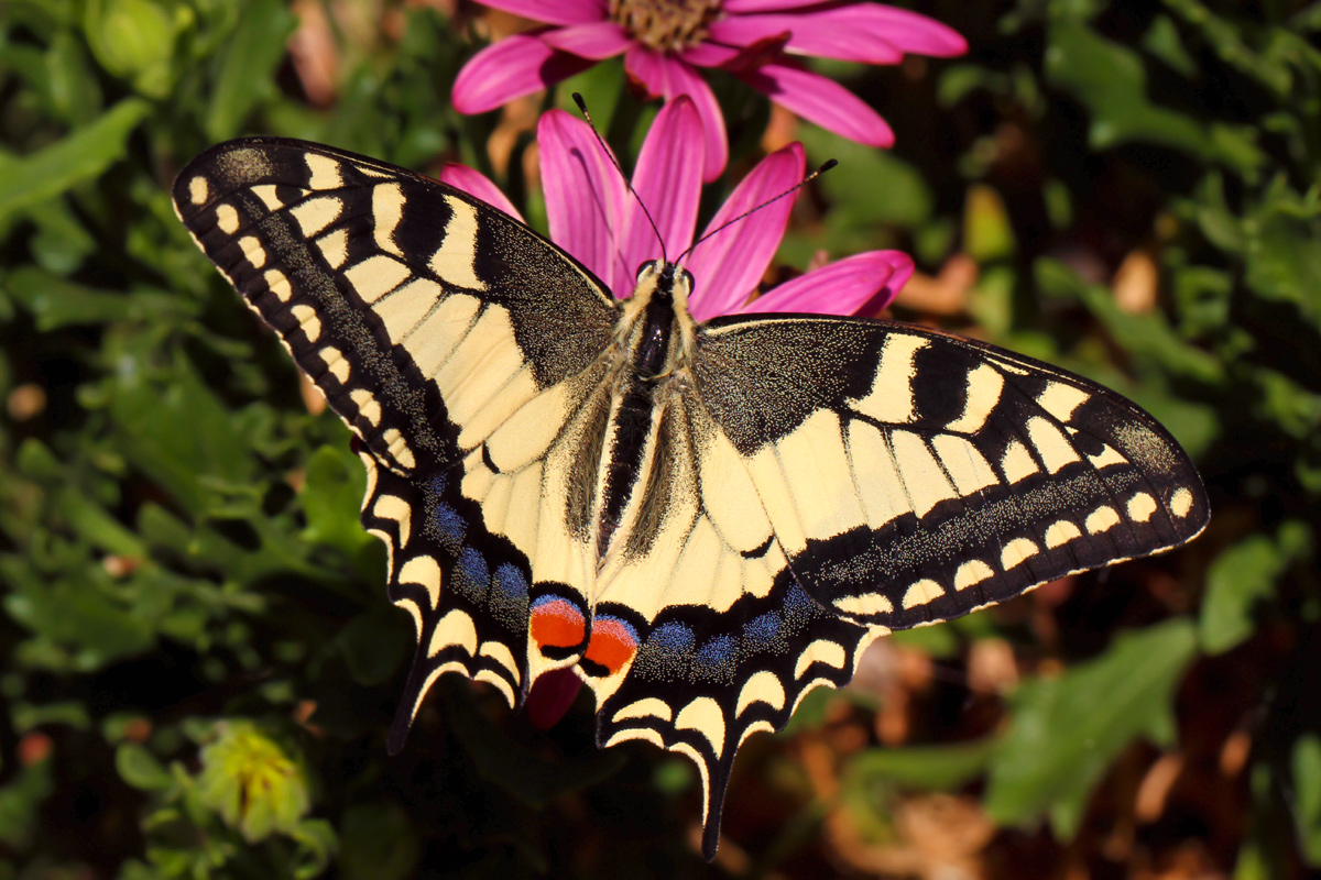 Papilio Machaon - Machaon...
