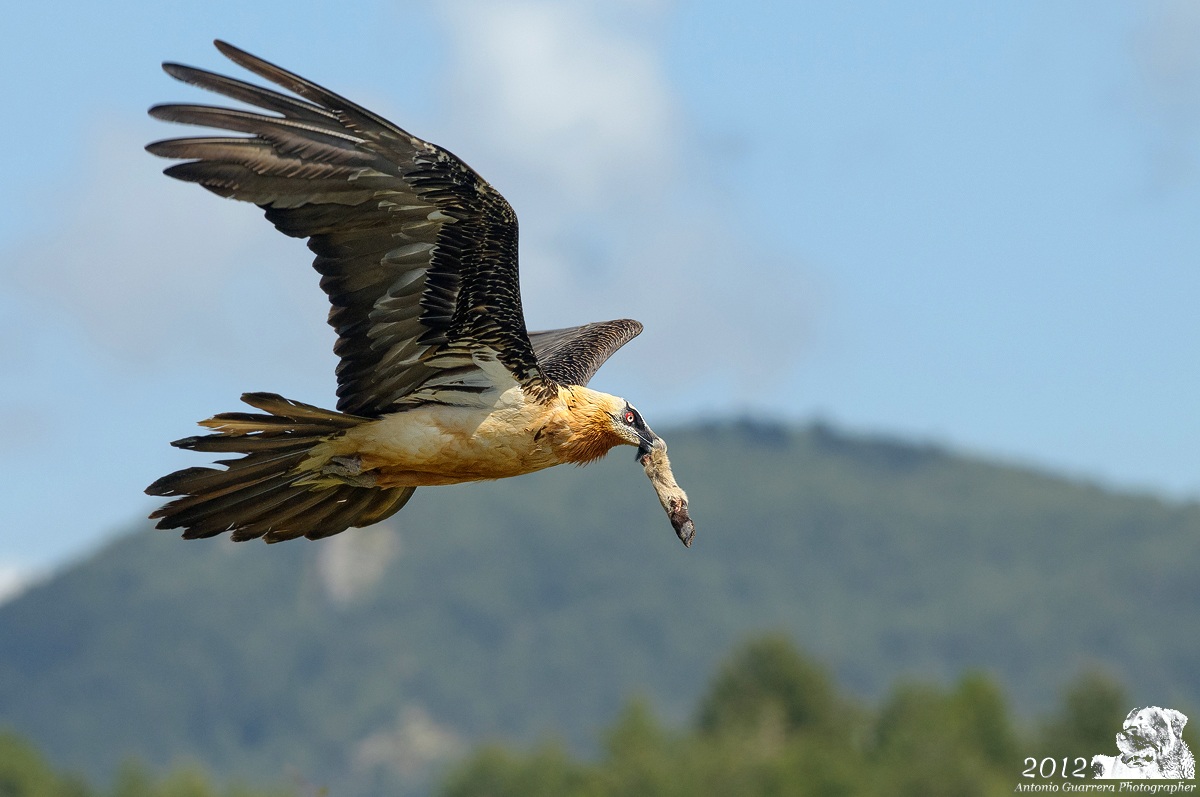 The bearded one being that I like :-))))). Bearded Vulture...