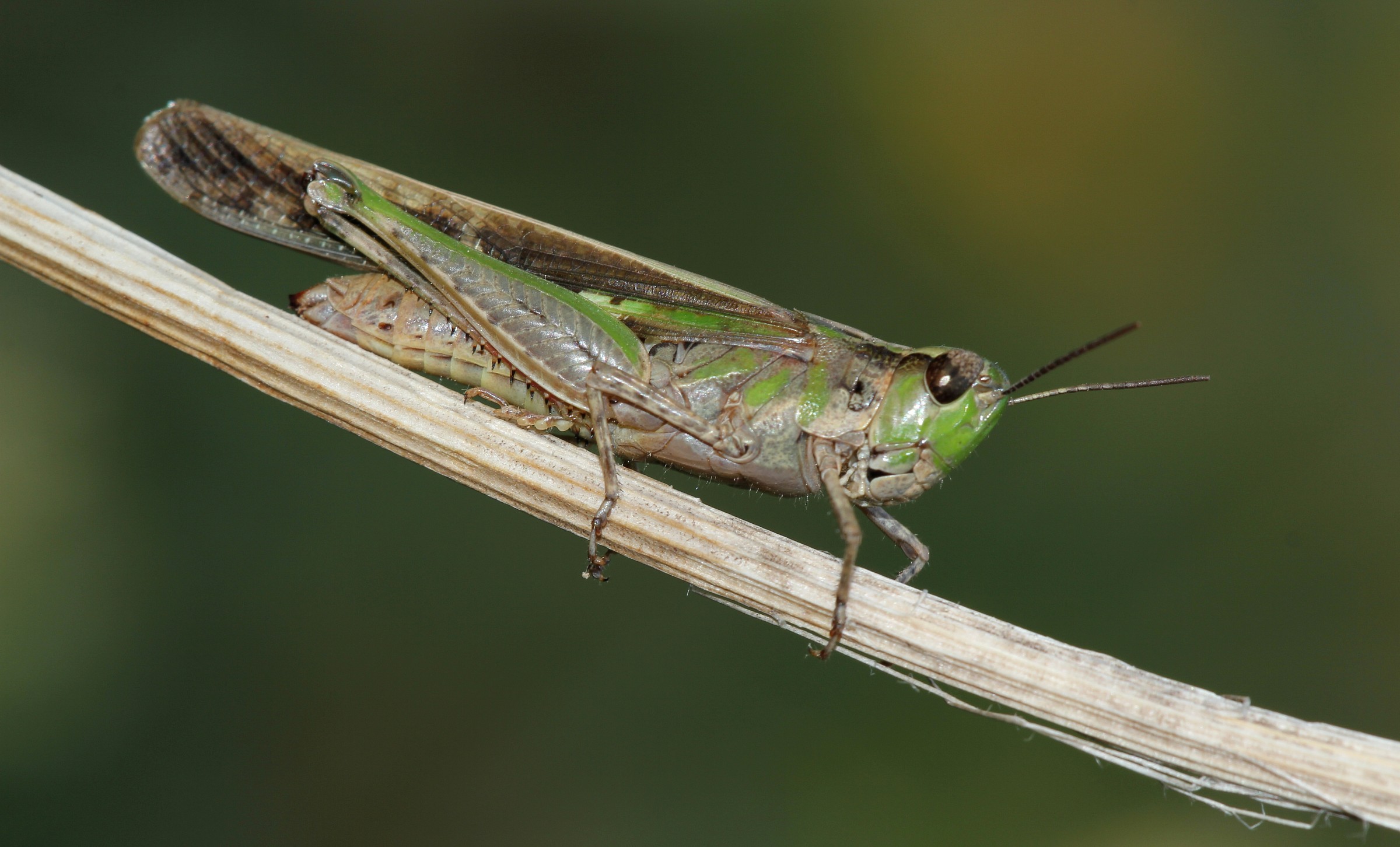 Green grasshopper !!...