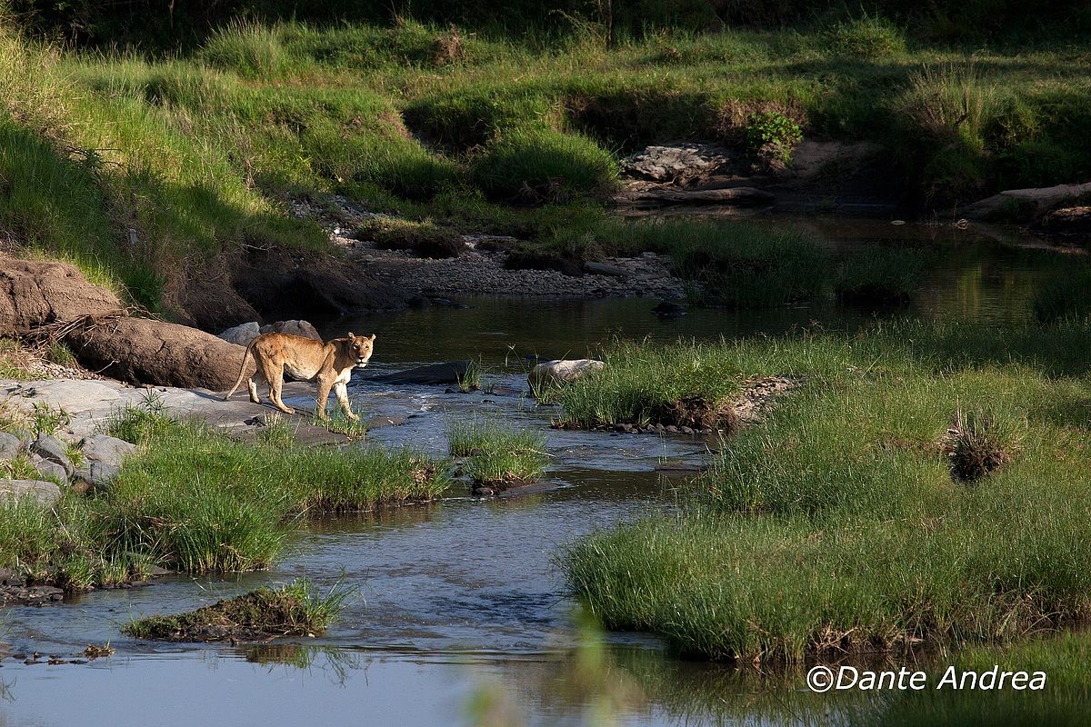 Lioness at the ford...