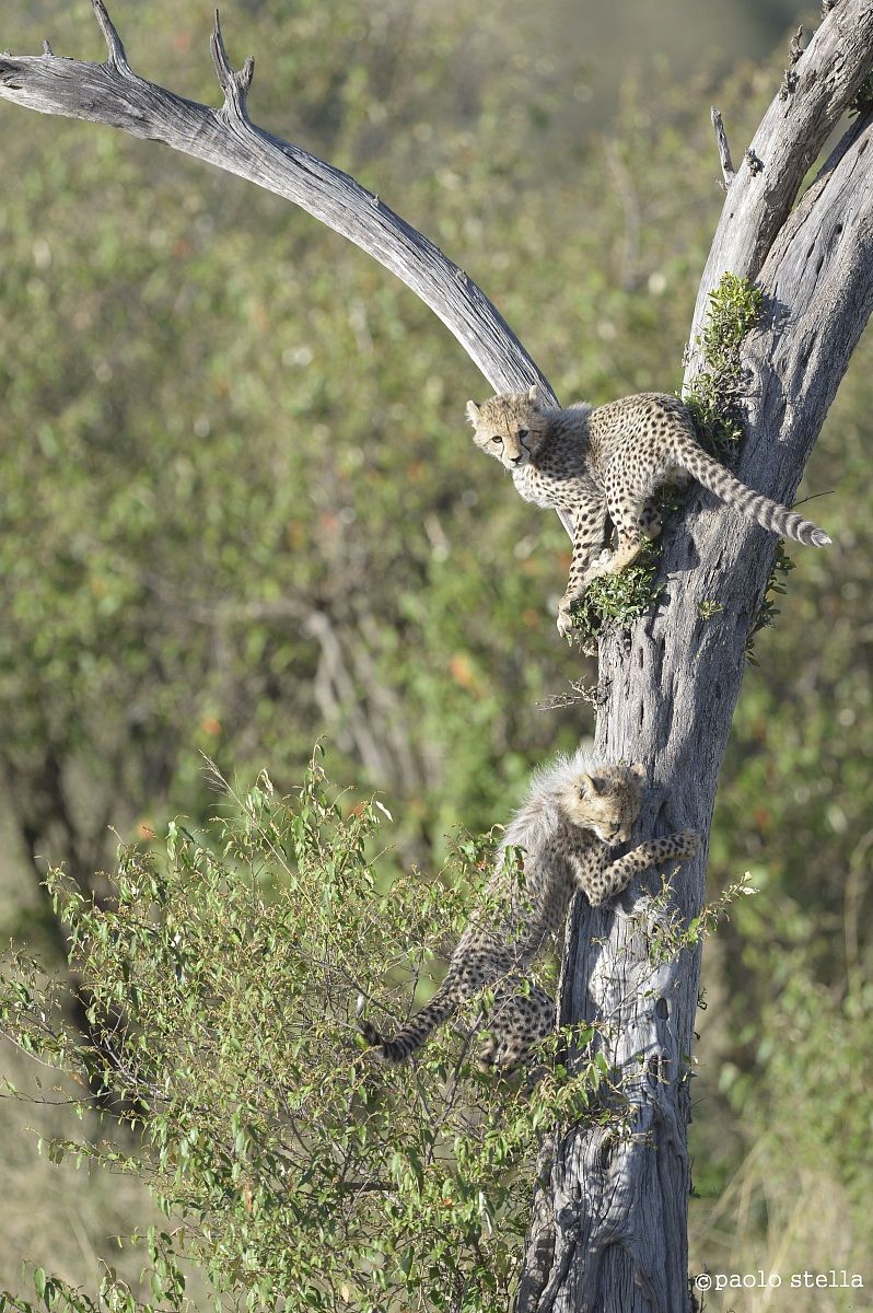 cheetah cubs playing on a tree...