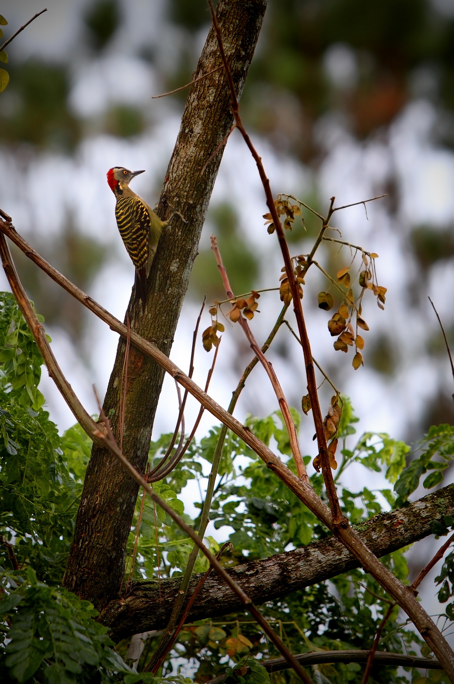 Picchio di Hispaniola (Melanerpes striatus)...