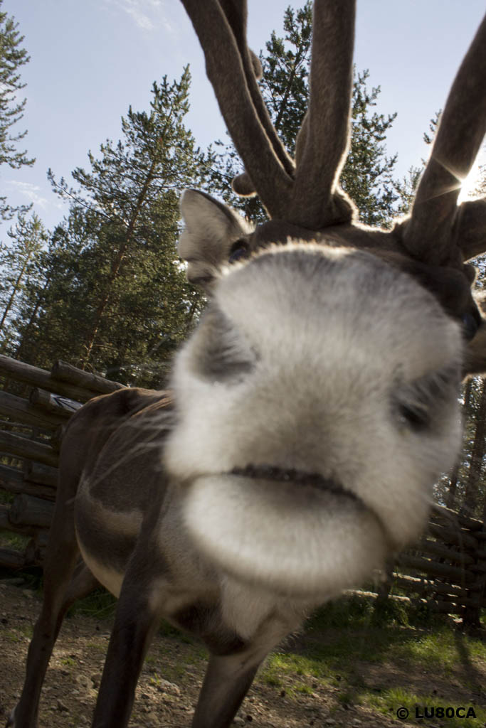 Reindeer Kiss 1...