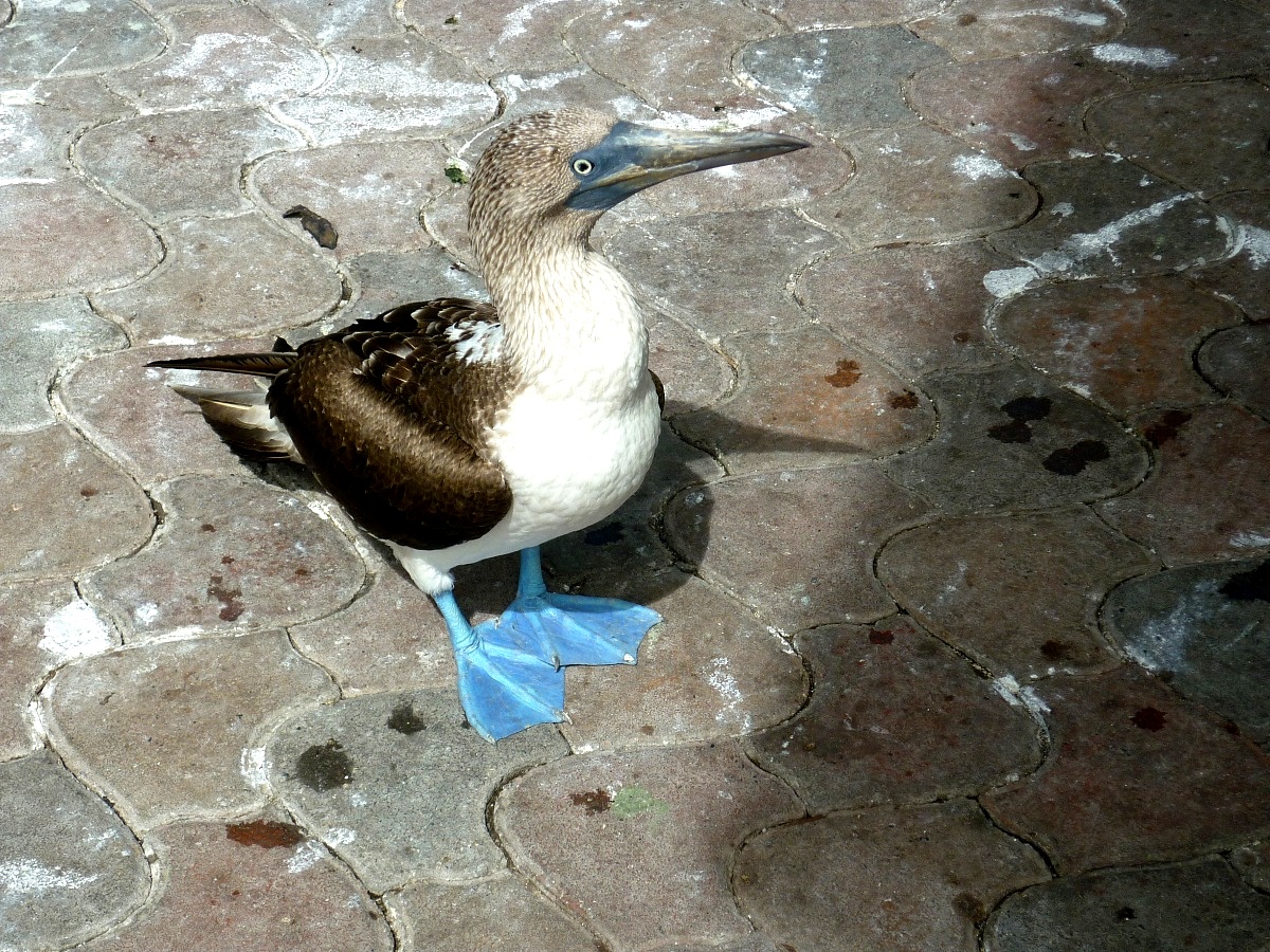 The blue-footed booby (Galapagos)...