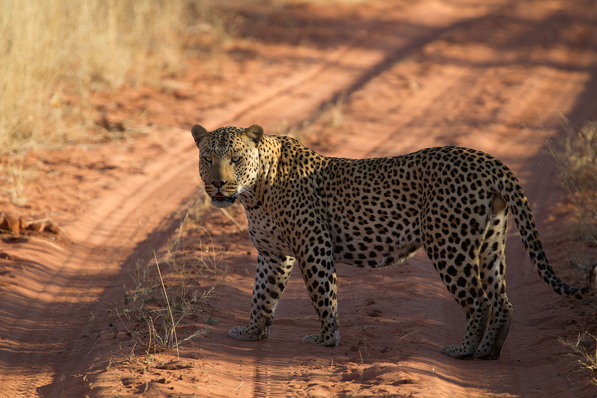 Leopard at Okonjima...