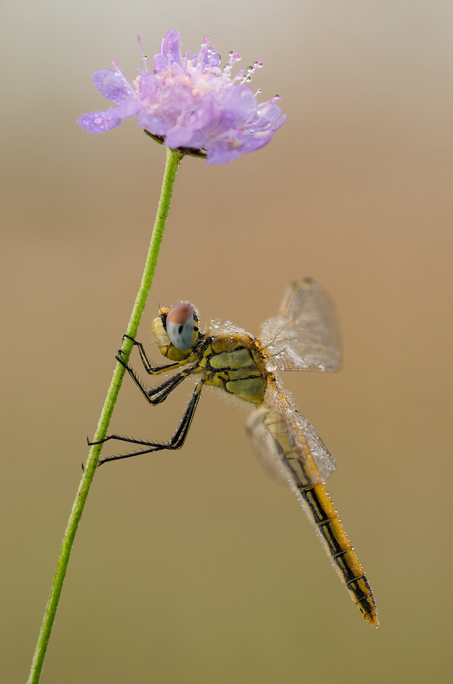 Sympetrum at the colors ......