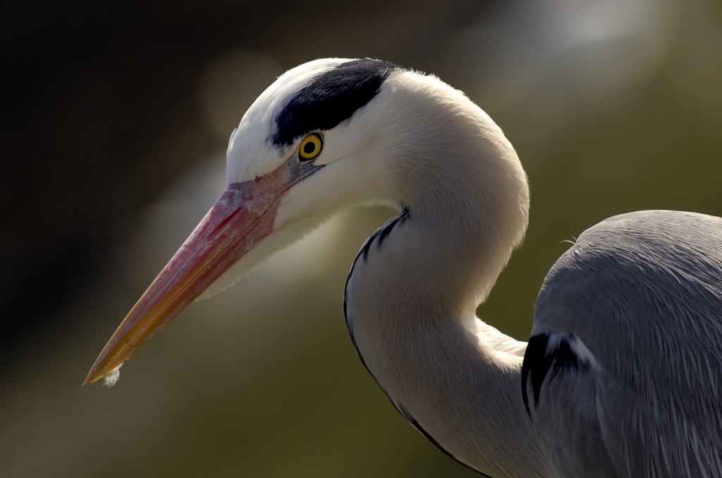 Portrait of a Grey Heron...