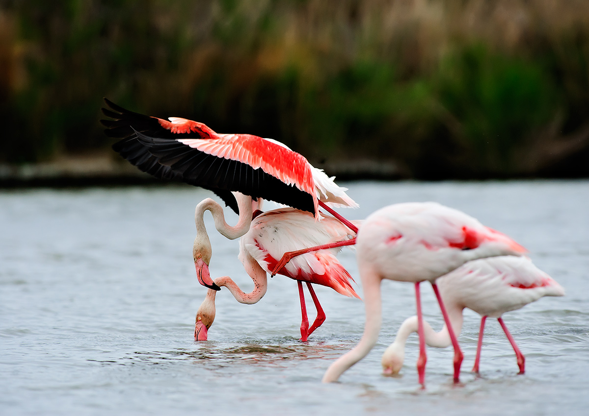 Les flamants rosés...