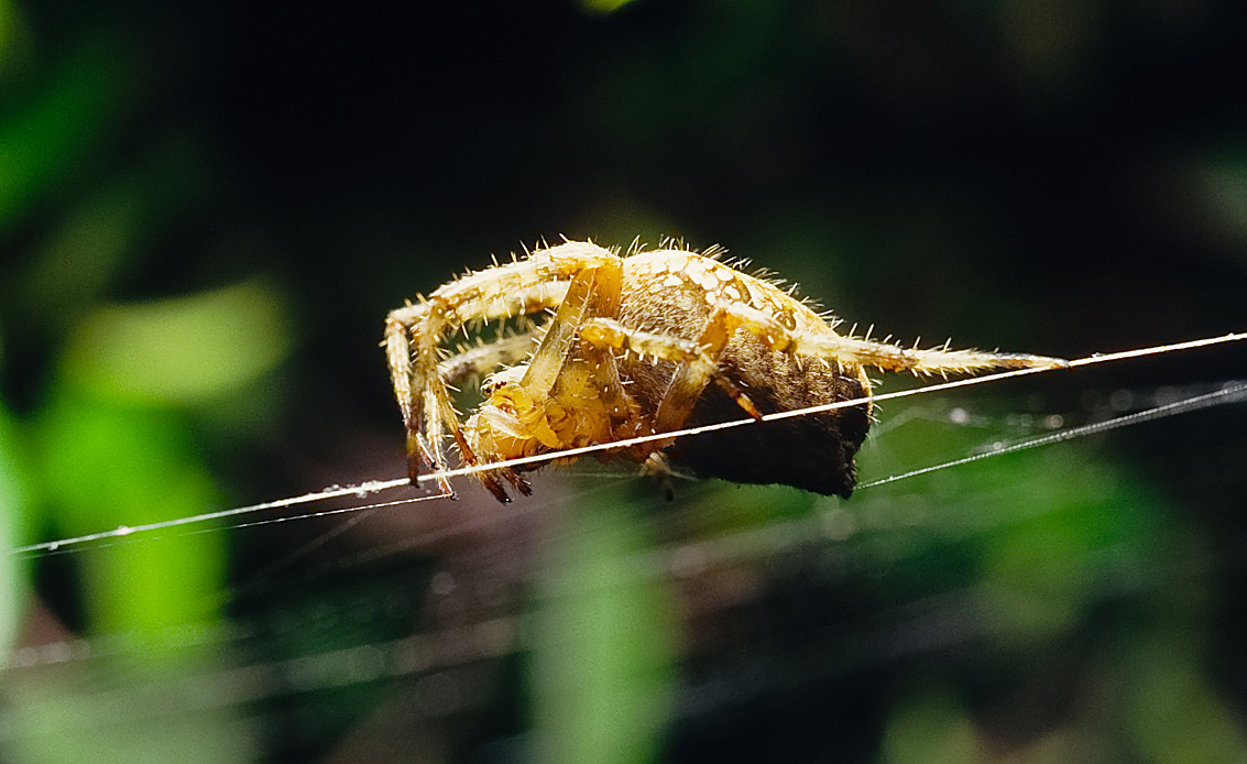 The canvas of the Spider...