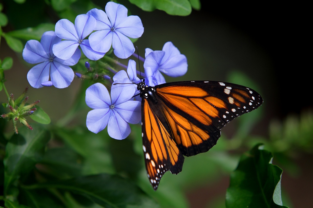 Farfalla Monarca...