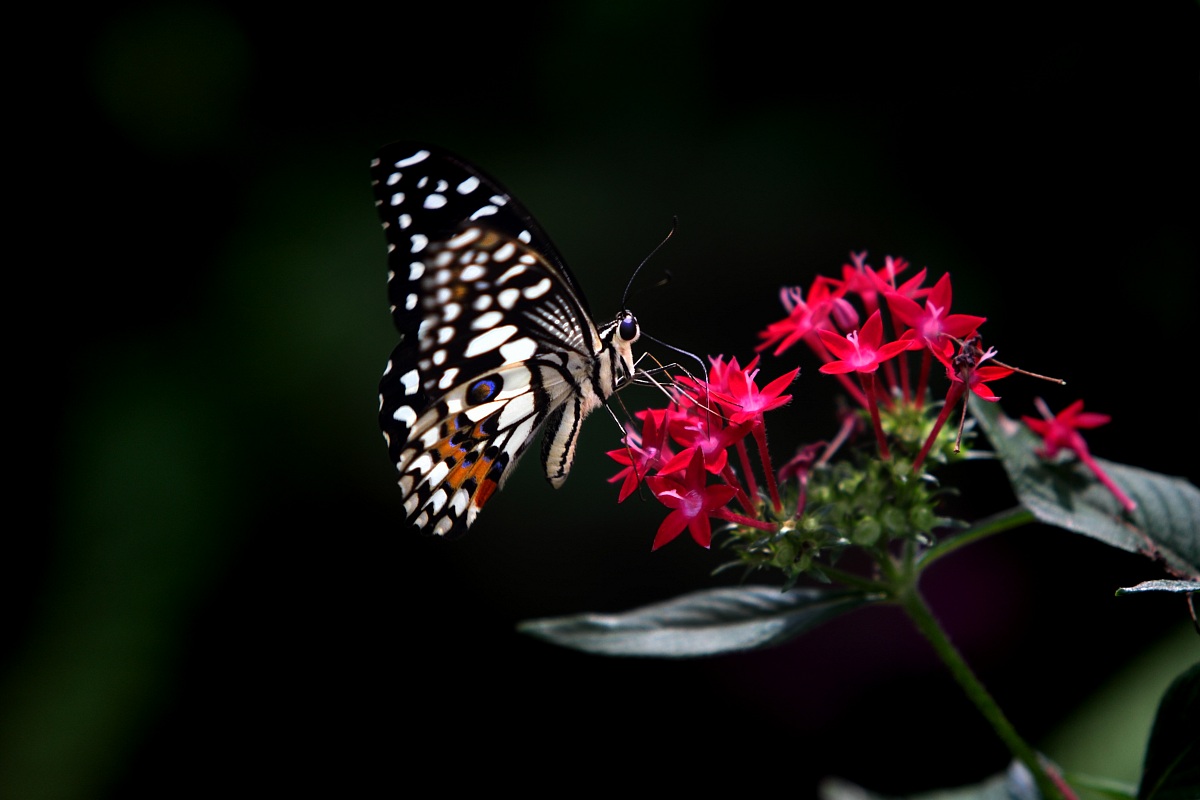 Farfalla del Limone (Papilio Demoleus)...
