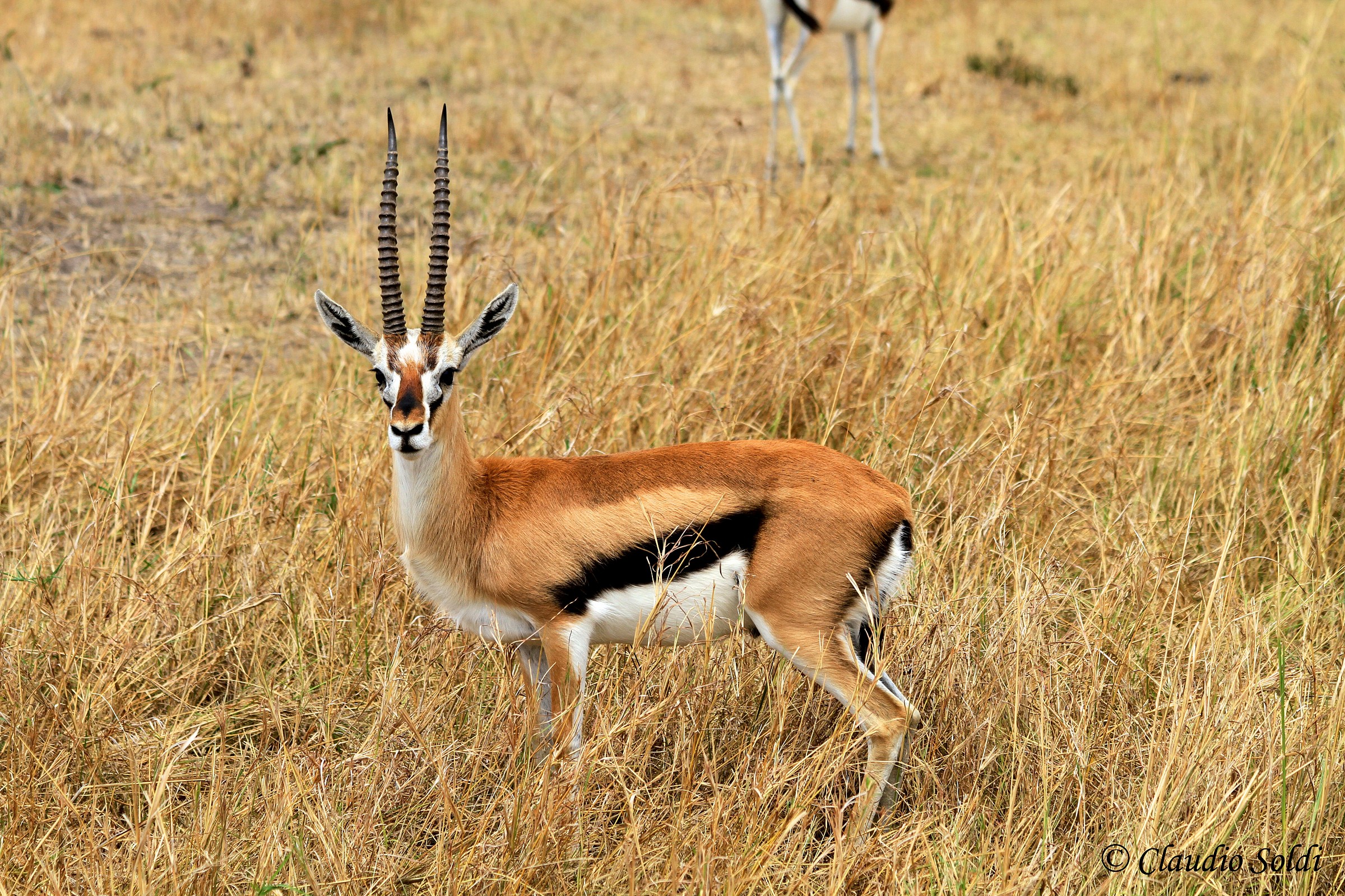 Gazelle - Masai Mara...
