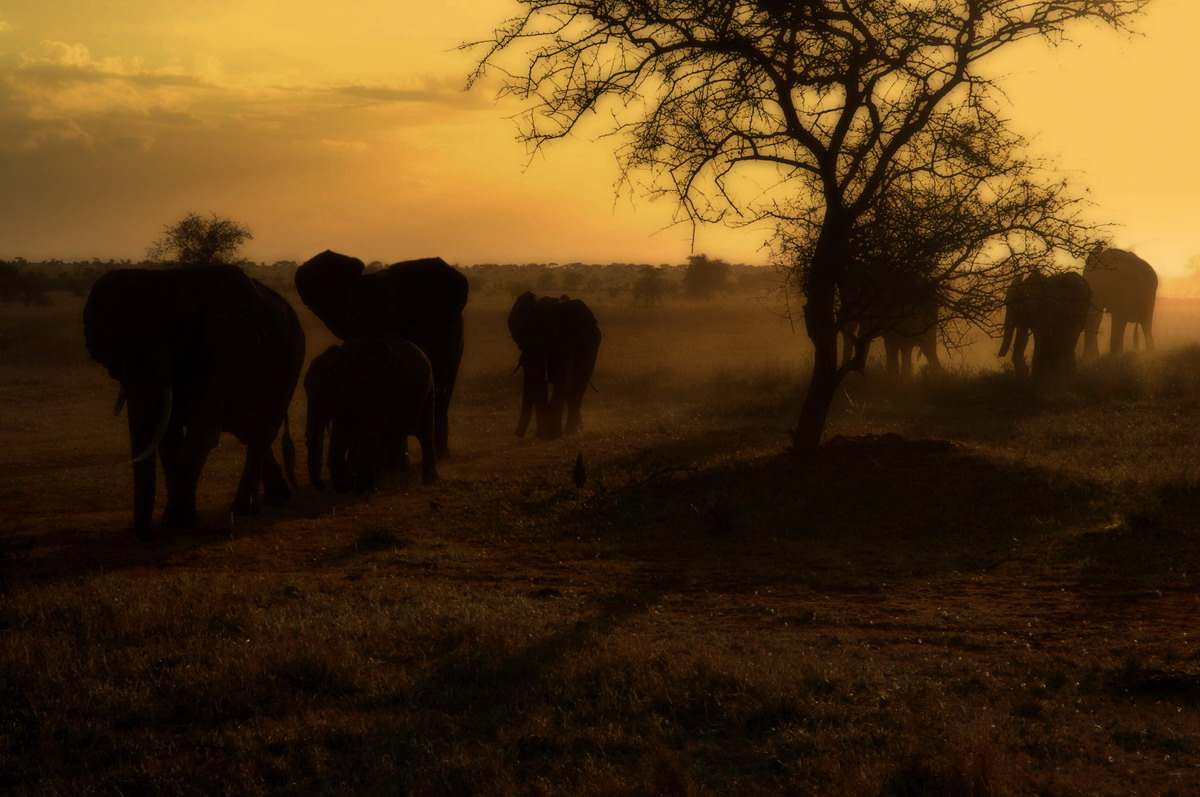 Elephants at sunset - Kenya Taita Hills...