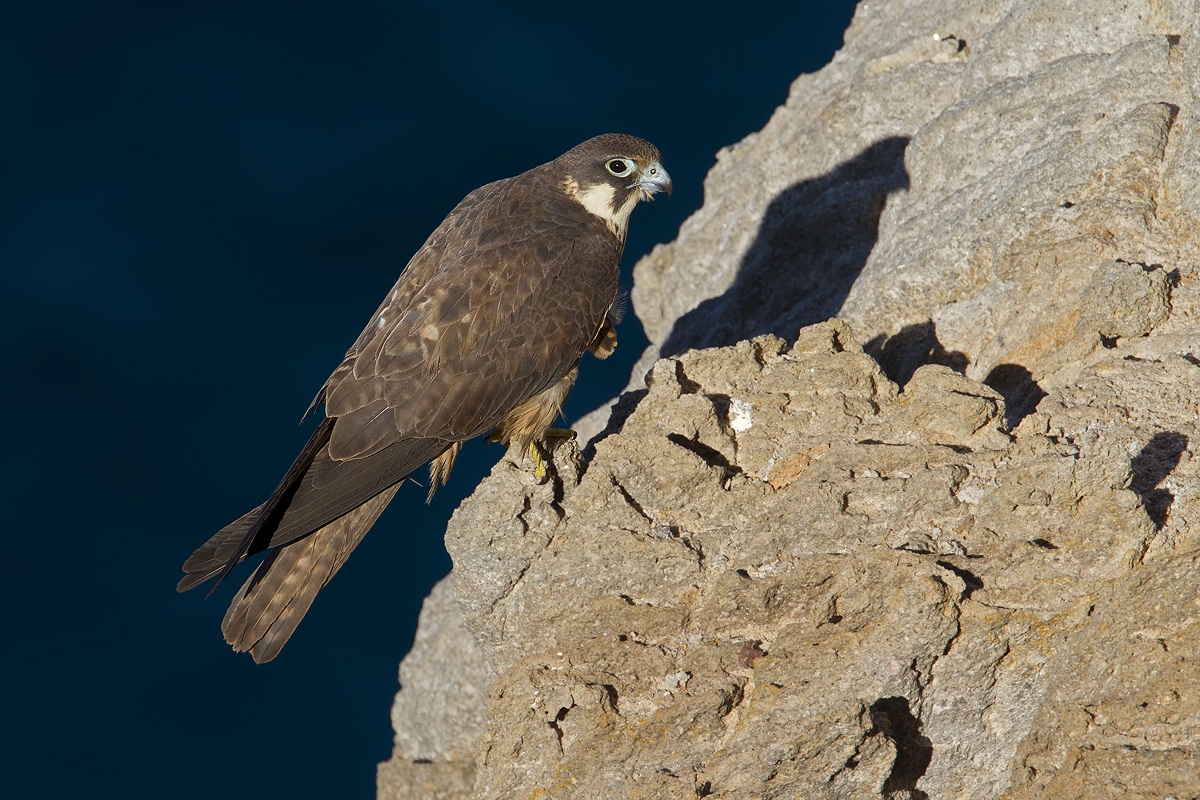 Eleonora's falcon...