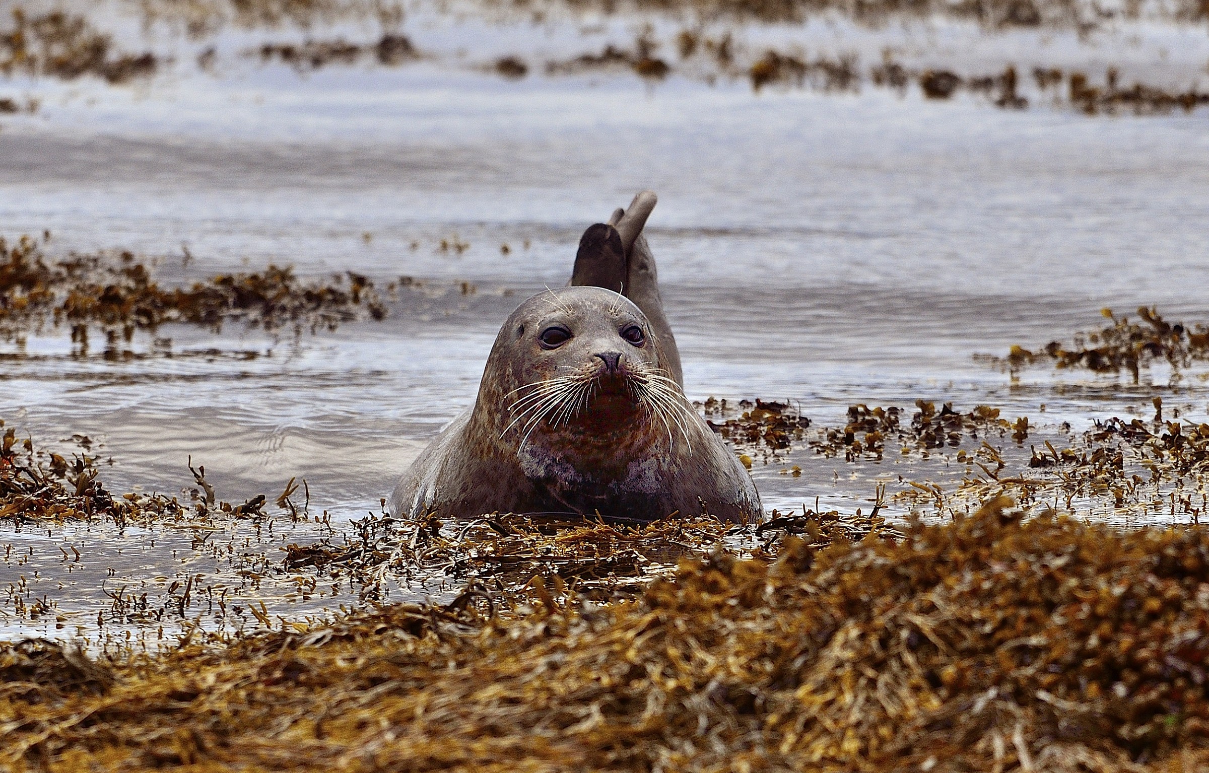 seal...