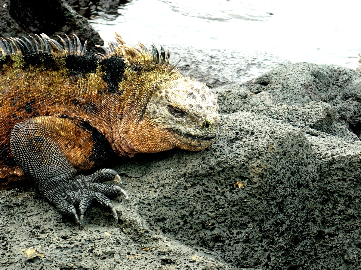 Portrait of iguana Galapagos...