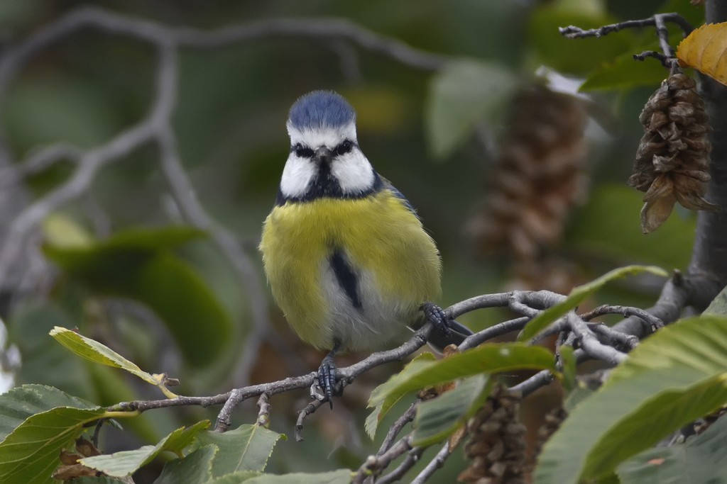 Blue Tit...