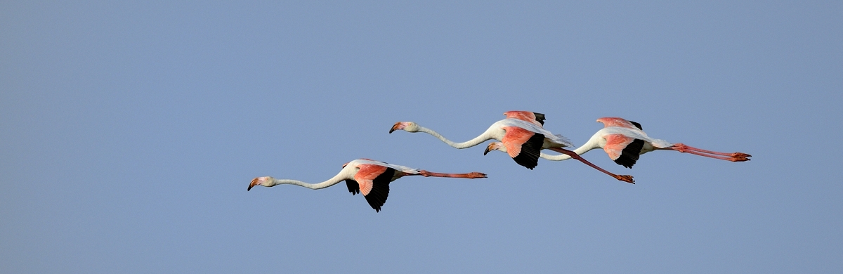 Flight of flamingos...