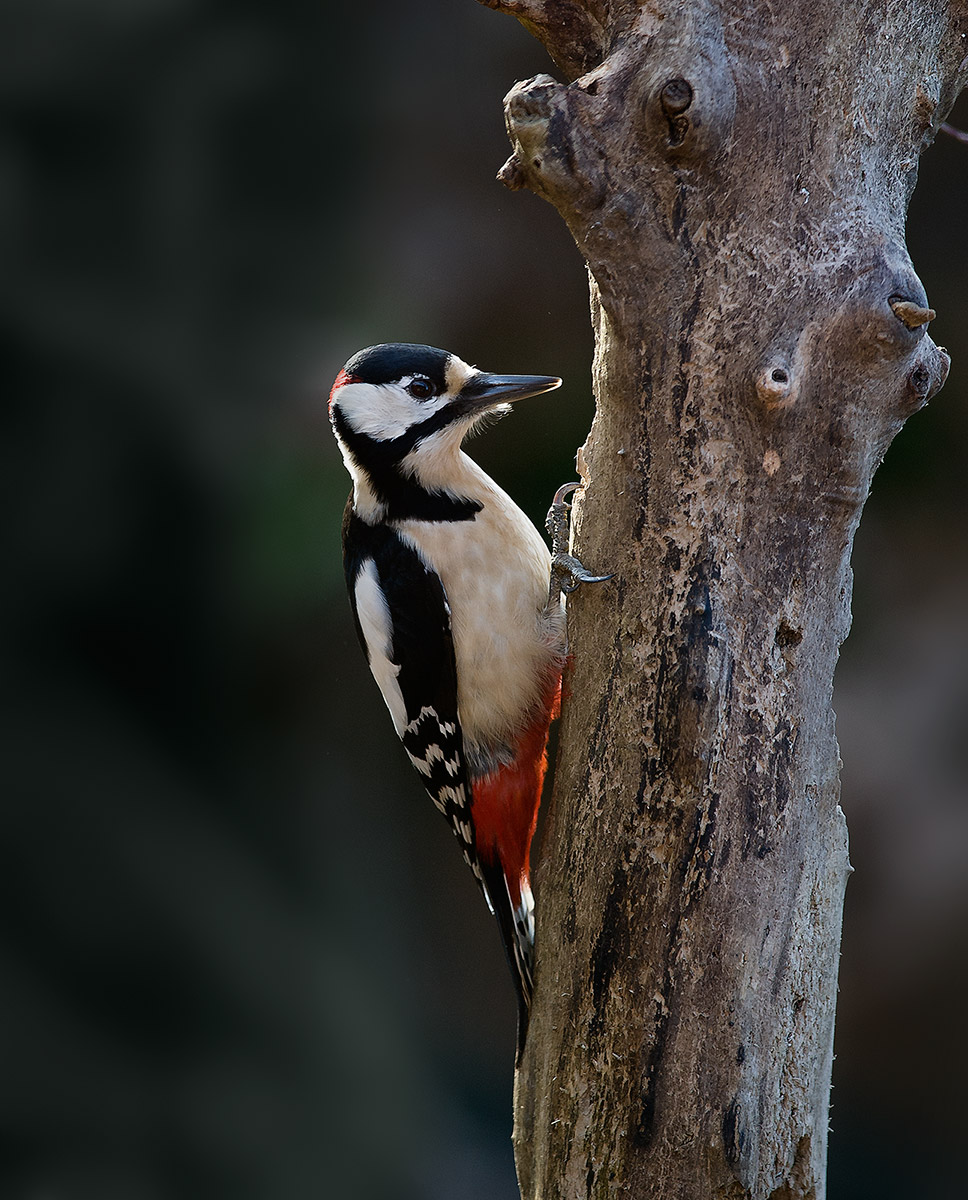 Woodpecker maggiore_1...