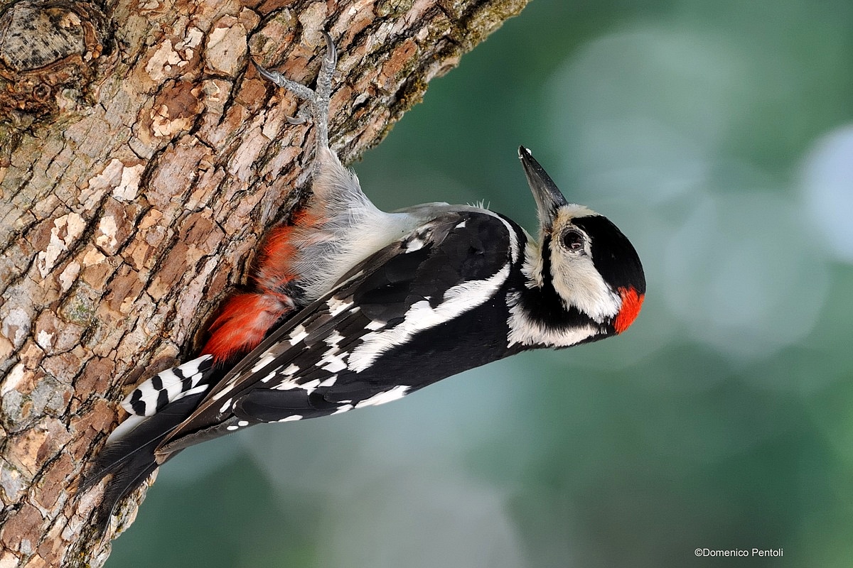 Great Spotted Woodpecker Male 4...