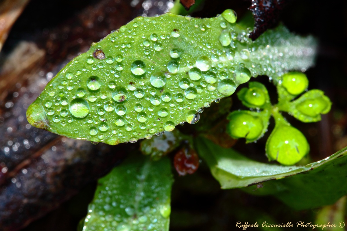 Water Leaf 2...