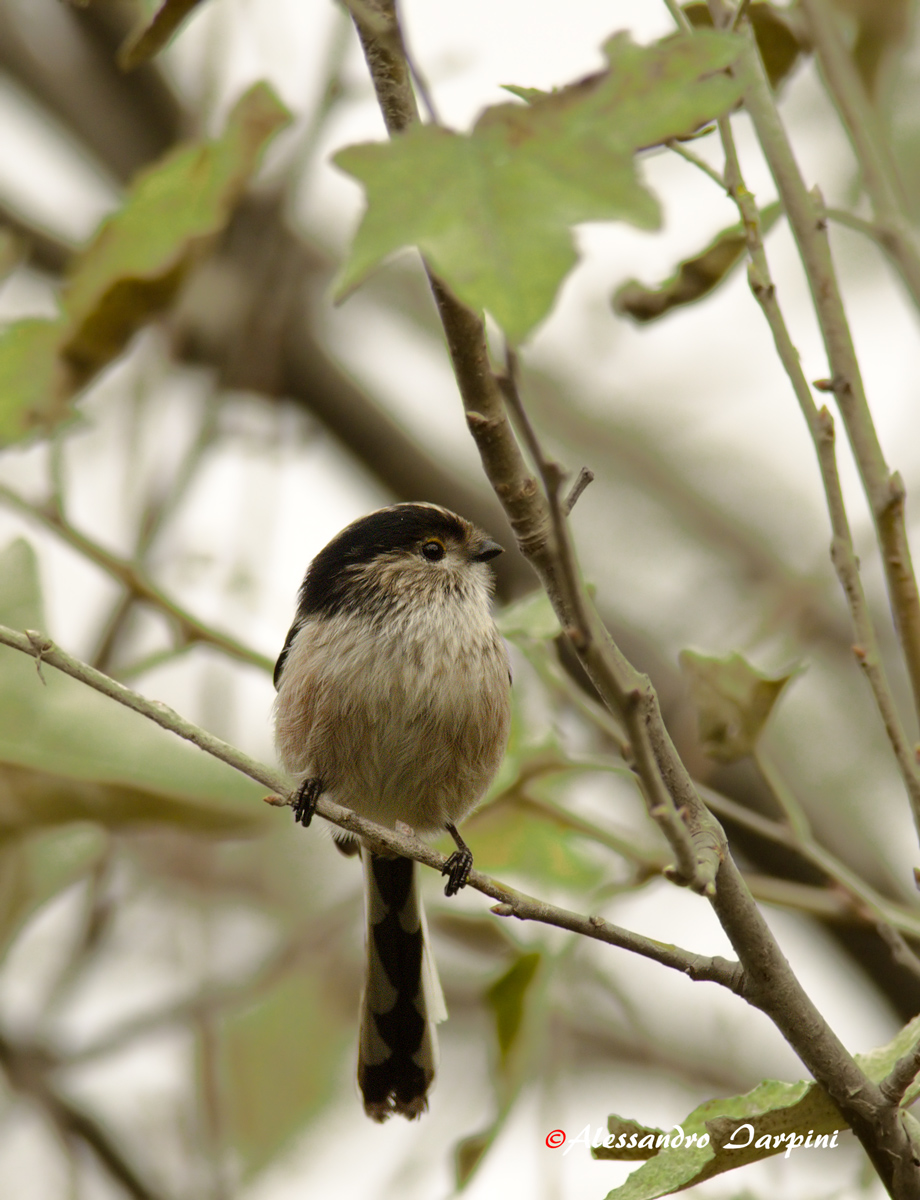 Long-tailed Tit...