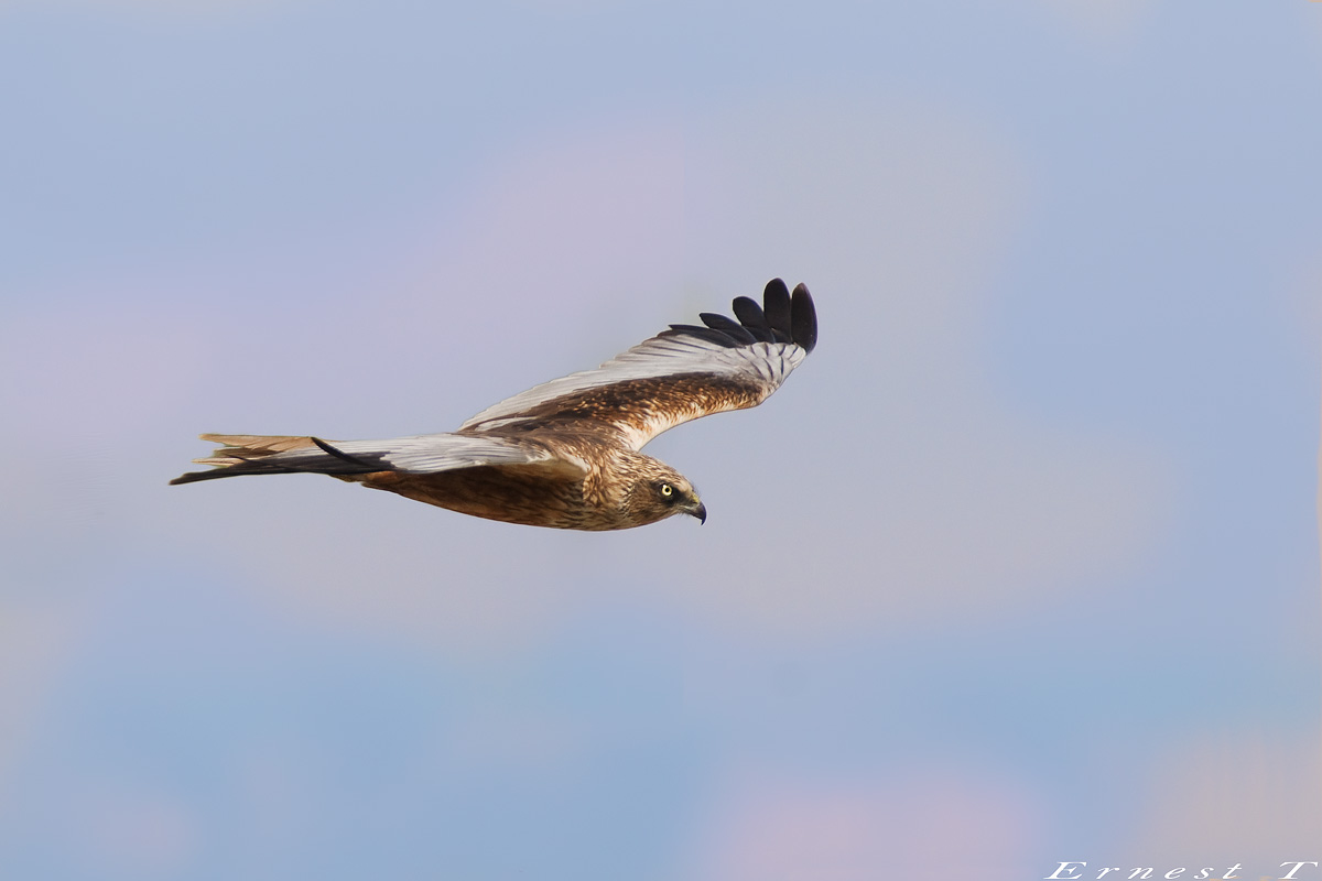 Marsh Harrier...