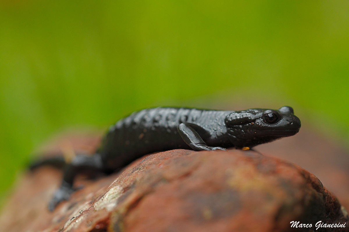 Salamandra nera...