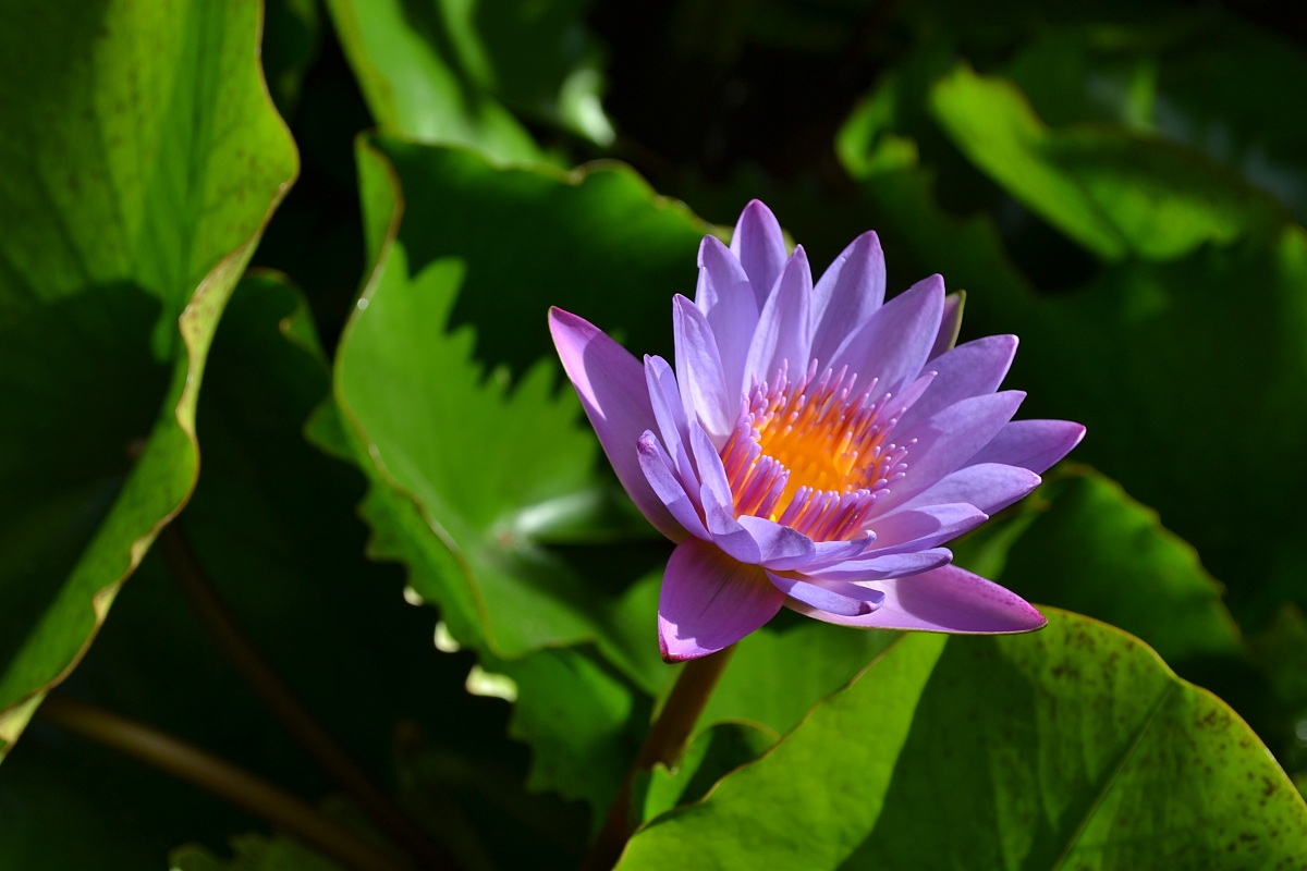 Water lily in a dream...