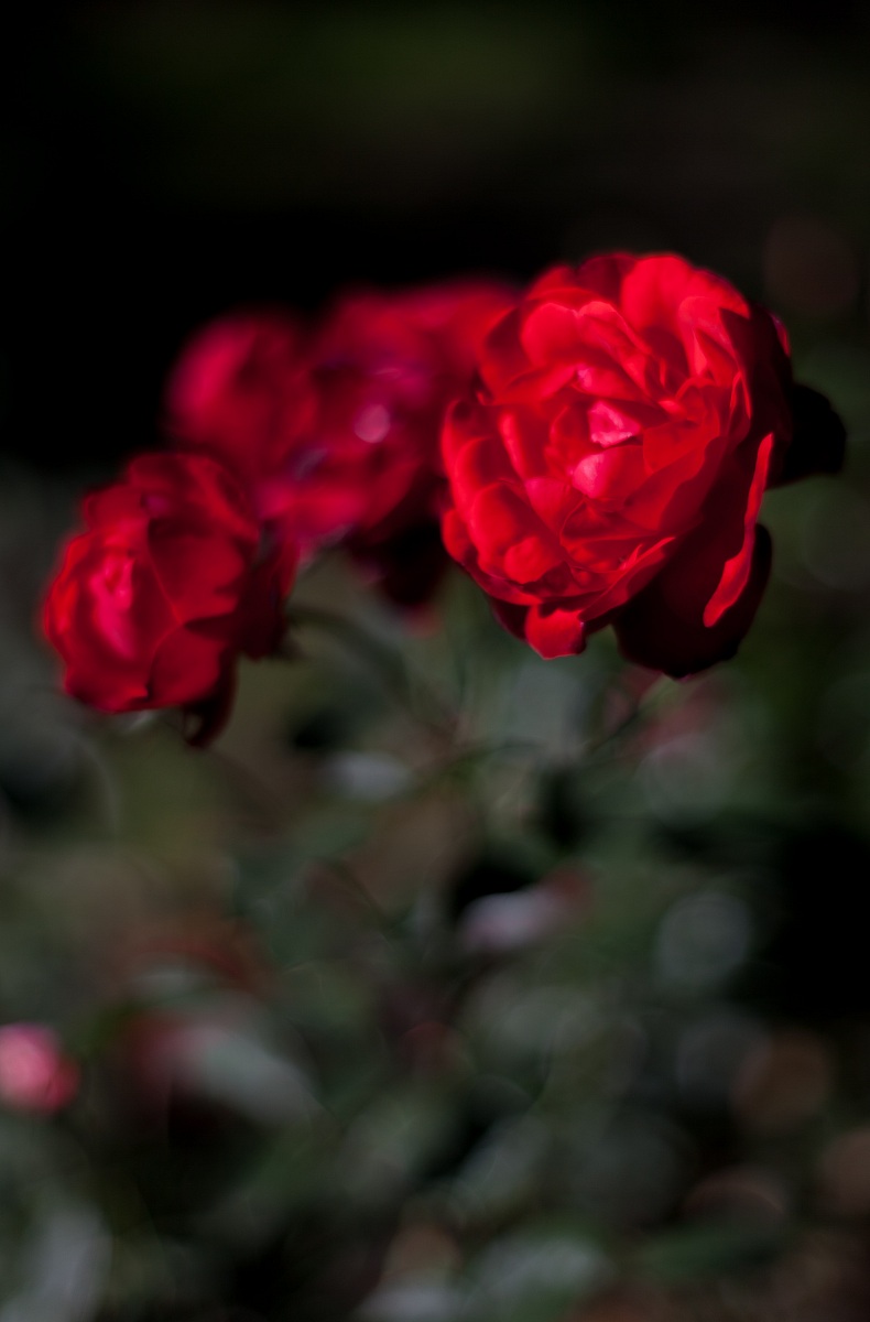 red roses 1...