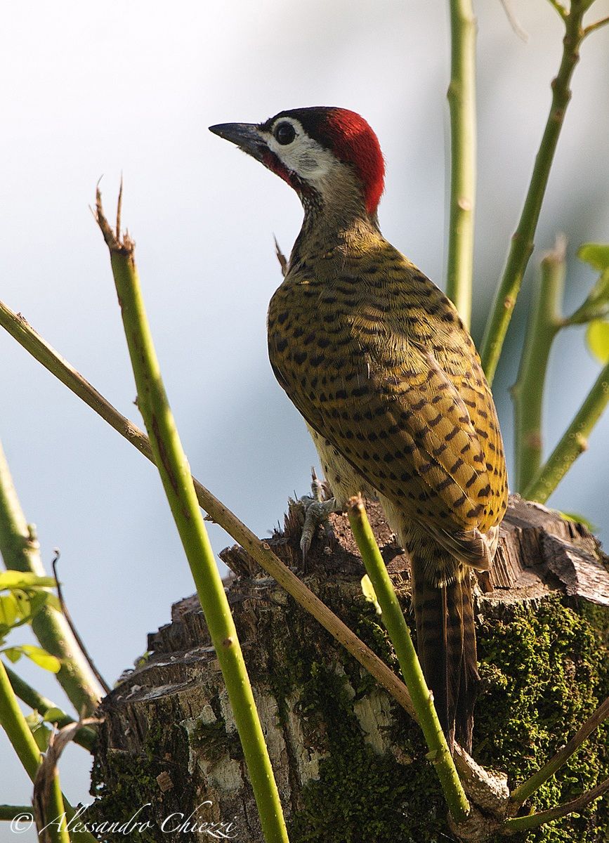 Golden Olive Woodpecker...