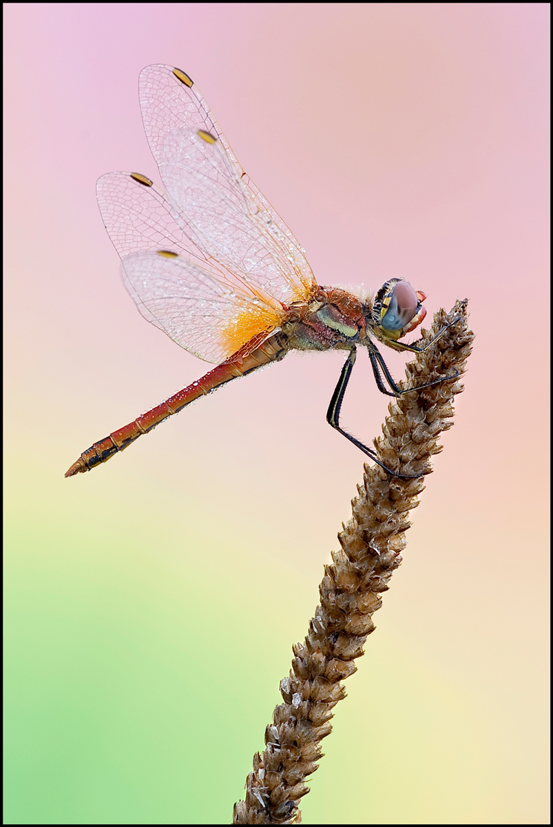 Sympetrum Fonscolombii...