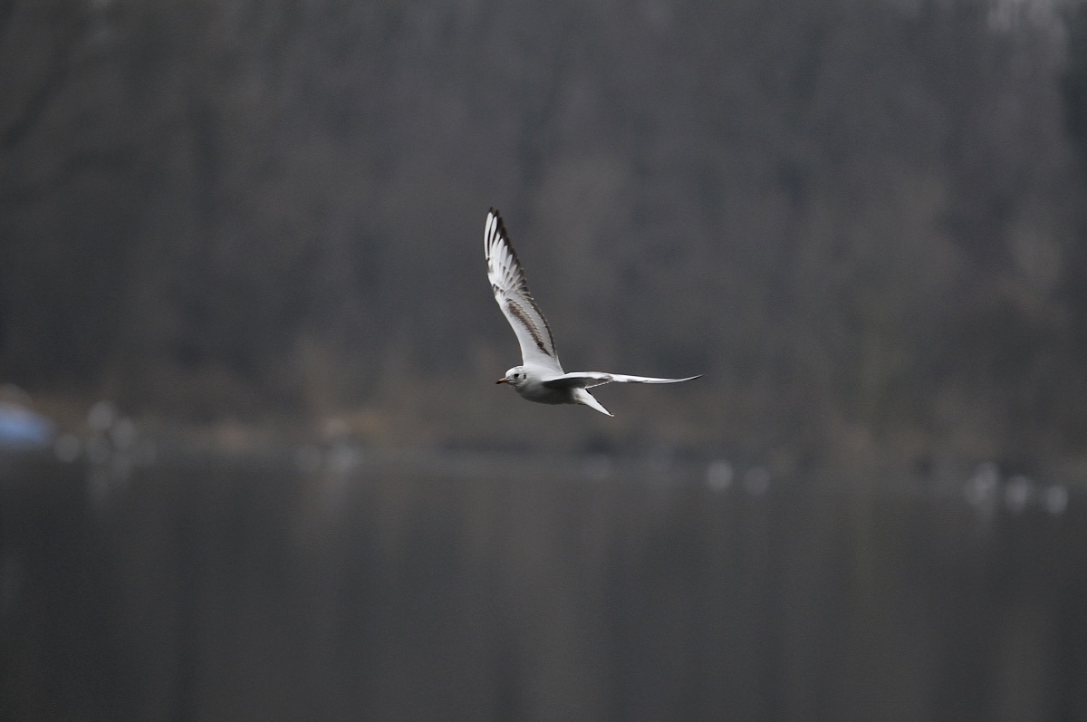 Seagull in flight...