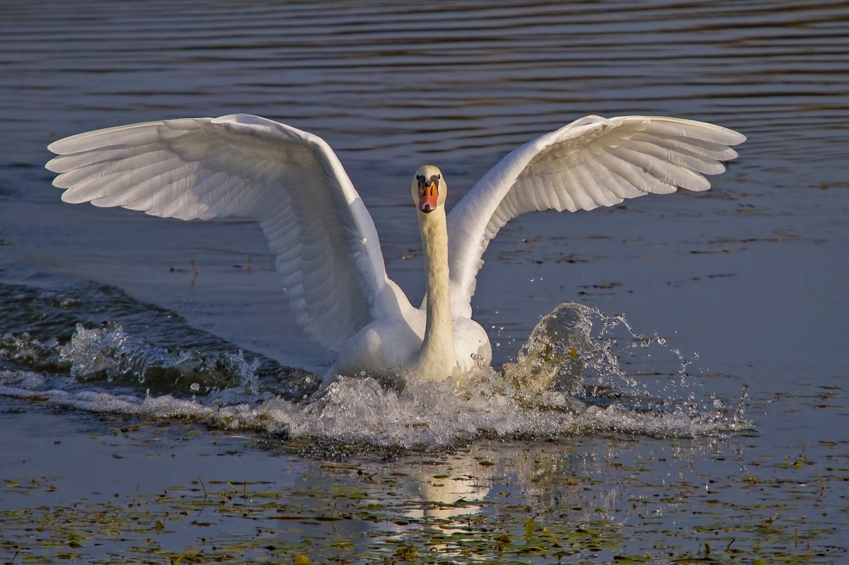 The swan...