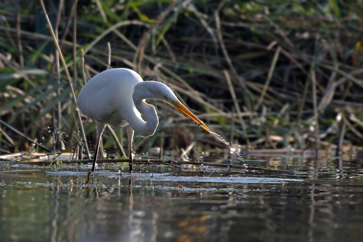 Greater White Heron (Ardea Alba)...