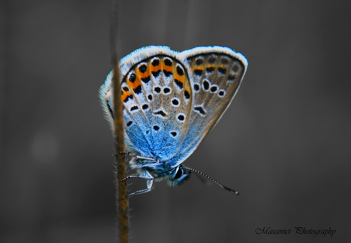 Blue vs. black and white...